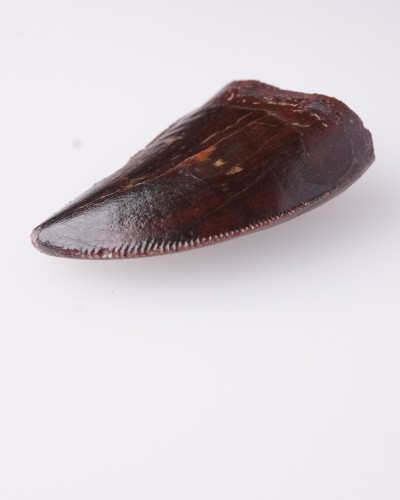 Carcharodontosaurus sp. dente - Cretacico