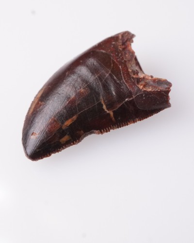 Carcharodontosaurus sp. dente - Cretacico