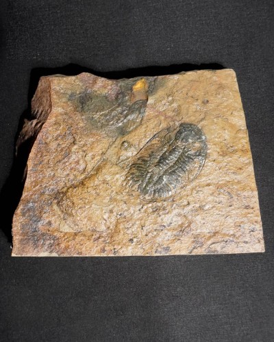 Paradoxides pradoanus - Zaragoza, Spain - trilobite for sale