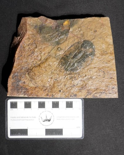 Paradoxides pradoanus - Zaragoza, Spain - trilobite for sale