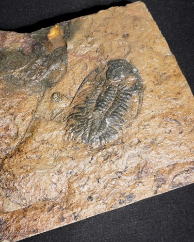 Paradoxides pradoanus - Zaragoza, Spain - trilobite for sale