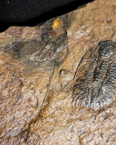 Paradoxides pradoanus - Zaragoza, Spain - trilobite for sale