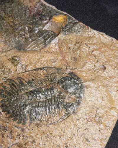 Paradoxides pradoanus - Zaragoza, Spain - trilobite for sale
