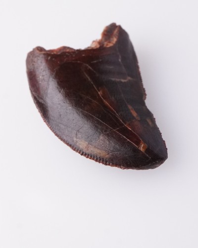 Carcharodontosaurus sp. dente - Cretacico