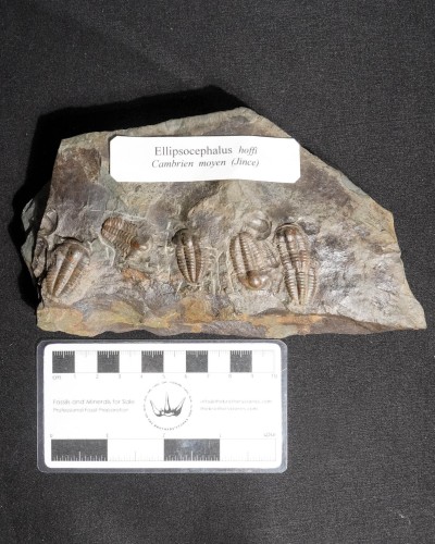 Ellipsocephalus hoffi - Czech Republic - trilobite for sale