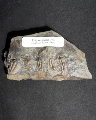 Ellipsocephalus hoffi - Czech Republic - trilobite for sale