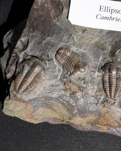 Ellipsocephalus hoffi - Czech Republic - trilobite for sale