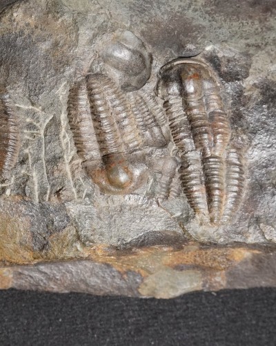 Ellipsocephalus hoffi - Czech Republic - trilobite for sale