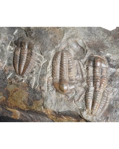 Ellipsocephalus hoffi - Czech Republic - trilobite for sale