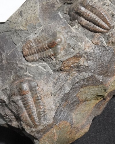 Ellipsocephalus hoffi - Czech Republic - trilobite for sale