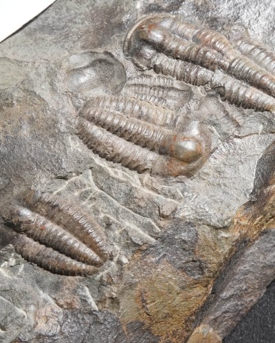 Ellipsocephalus hoffi - Czech Republic - trilobite for sale