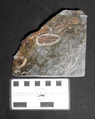Zeliszkella turrubiae - Portugal - trilobite for sale