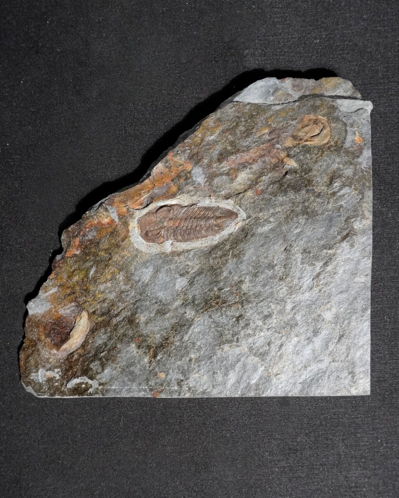 Zeliszkella turrubiae - Portugal - trilobite for sale