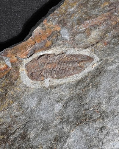 Zeliszkella turrubiae - Portugal - trilobite for sale