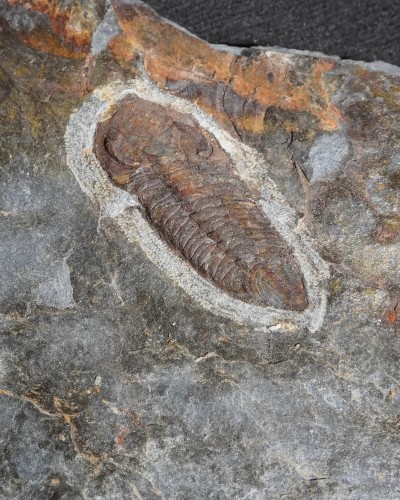 Zeliszkella turrubiae - Portugal - trilobite for sale