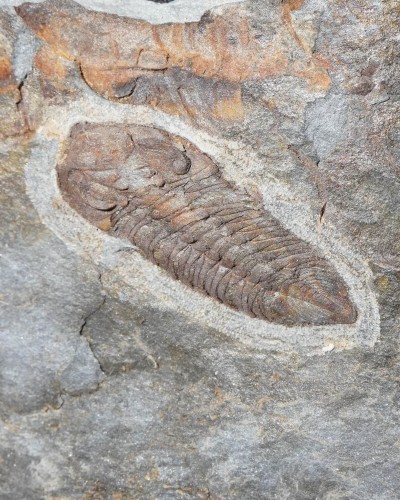 Zeliszkella turrubiae - Portugal - trilobite for sale
