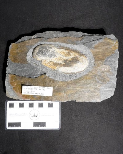 Ectillaenus giganteus - Valongo, Portugal - vendita fossili di trilobiti