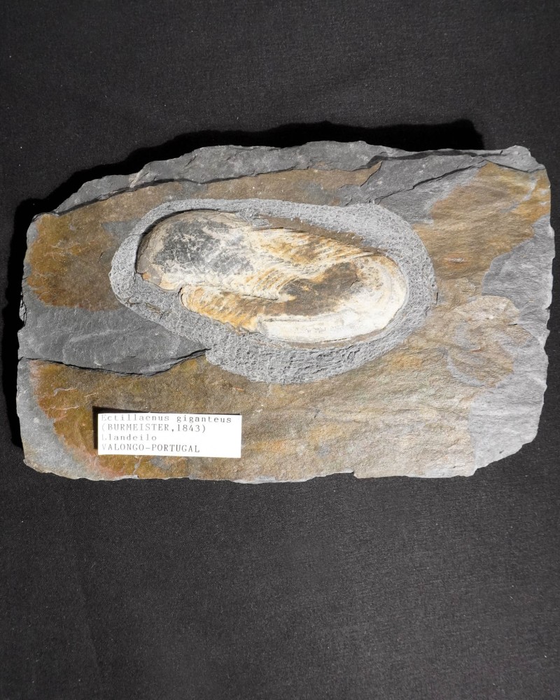 Ectillaenus giganteus - Valongo, Portugal - vendita fossili di trilobiti