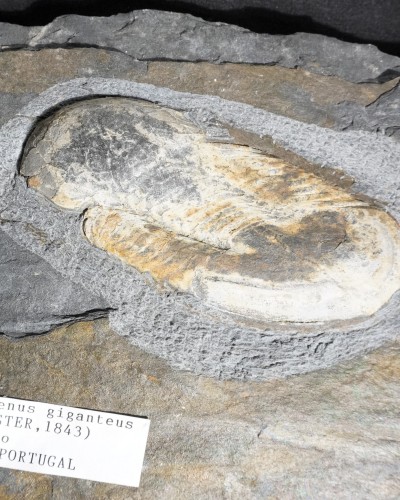 Ectillaenus giganteus - Valongo, Portugal - vendita fossili di trilobiti