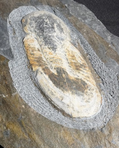 Ectillaenus giganteus - Valongo, Portugal - vendita fossili di trilobiti