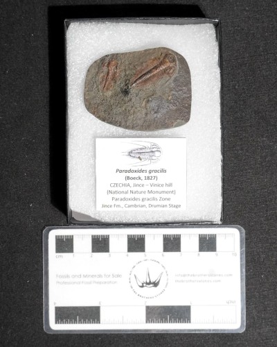 Paradoxides gracilis - Jince FMT - trilobite for sale