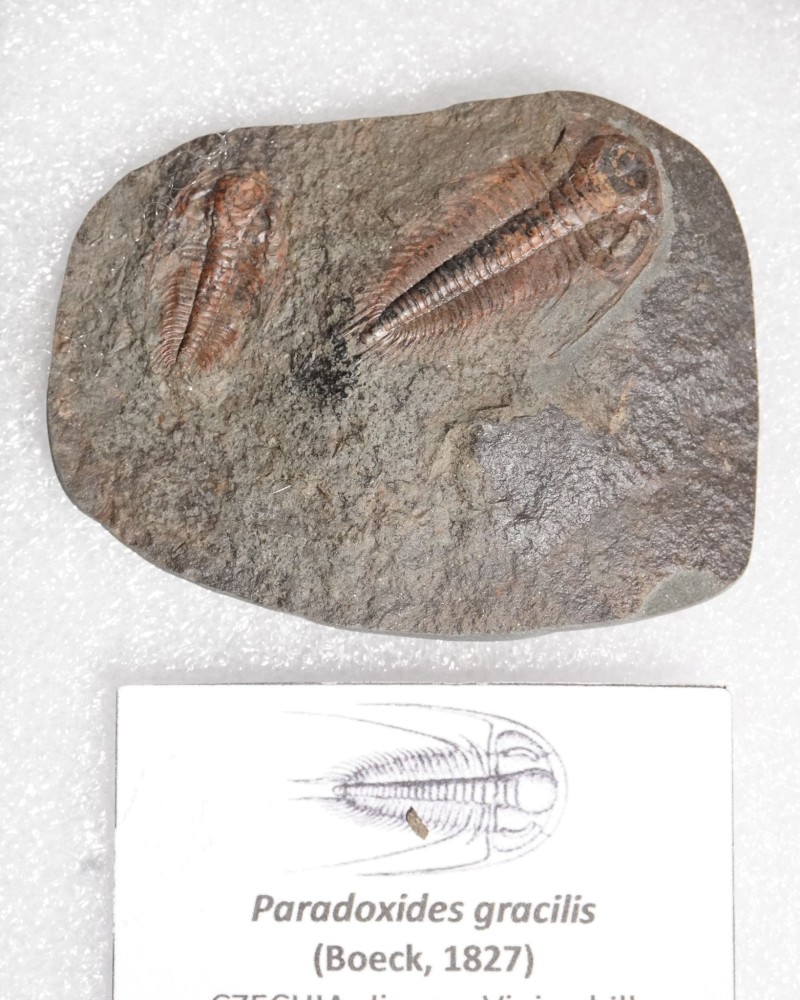 Paradoxides gracilis - Jince FMT - trilobite for sale