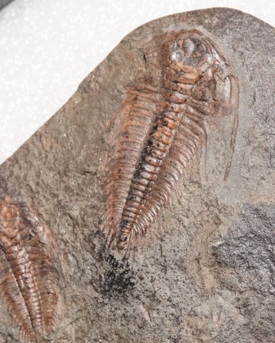 Paradoxides gracilis - Jince FMT - trilobite for sale