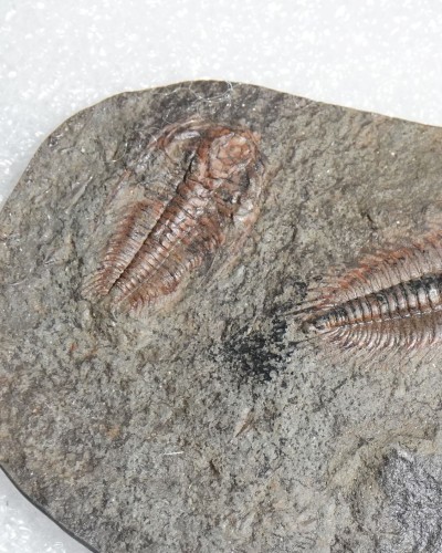 Paradoxides gracilis - Jince FMT - trilobite for sale