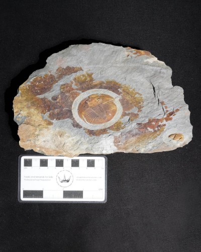 Isabelina glabrata - Valongo, Portugal - vendita fossili di trilobiti