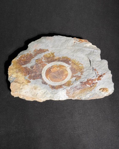 Isabelina glabrata - Valongo, Portugal - vendita fossili di trilobiti