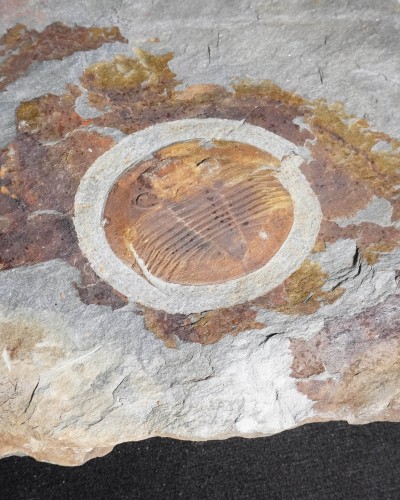 Isabelina glabrata - Valongo, Portugal - vendita fossili di trilobiti