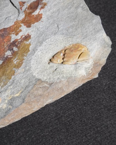 Isabelina glabrata - Valongo, Portugal - vendita fossili di trilobiti