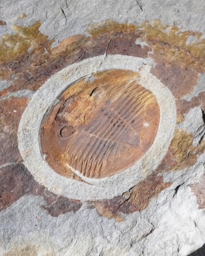Isabelina glabrata - Valongo, Portugal - vendita fossili di trilobiti