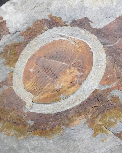Isabelina glabrata - Valongo, Portugal - vendita fossili di trilobiti