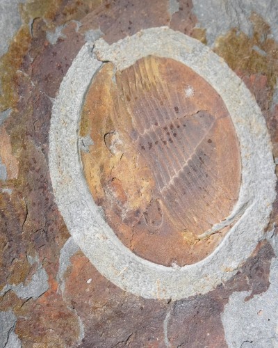 Isabelina glabrata - Valongo, Portugal - vendita fossili di trilobiti
