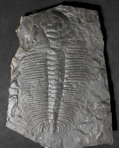 Hydrocephalus minor - Czech Republic - trilobite for sale