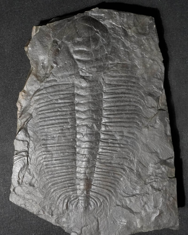 Hydrocephalus minor - Czech Republic - vendita fossili di trilobiti