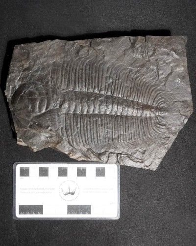 Hydrocephalus minor - Czech Republic - vendita fossili di trilobiti
