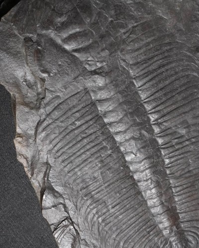 Hydrocephalus minor - Czech Republic - vendita fossili di trilobiti