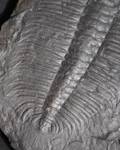 Hydrocephalus minor - Czech Republic - vendita fossili di trilobiti