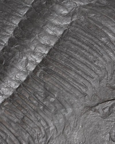 Hydrocephalus minor - Czech Republic - vendita fossili di trilobiti
