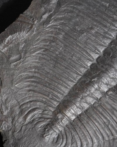 Hydrocephalus minor - Czech Republic - vendita fossili di trilobiti