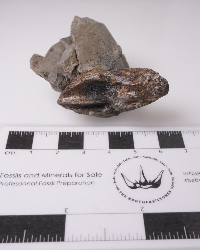Triceratops fossil tooth 100% ORIGINAL - dinosaur for sale