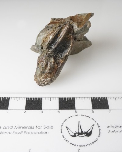 Triceratops fossil tooth 100% ORIGINAL - dinosaur for sale