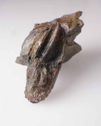 Triceratops fossil tooth 100% ORIGINAL - dinosaur for sale