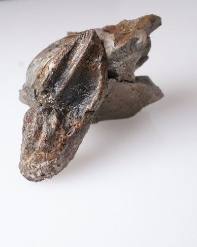 Triceratops fossil tooth 100% ORIGINAL - dinosaur for sale