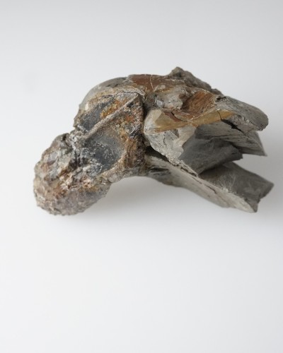 Triceratops fossil tooth 100% ORIGINAL - dinosaur for sale