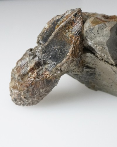 Triceratops fossil tooth 100% ORIGINAL - dinosaur for sale