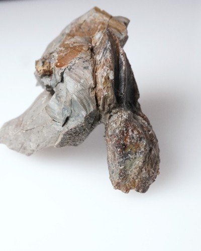 Triceratops fossil tooth 100% ORIGINAL - dinosaur for sale