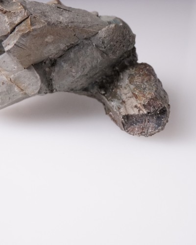 Triceratops fossil tooth 100% ORIGINAL - dinosaur for sale